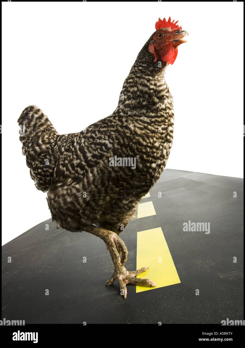 Découvrez le Route de la Poule, un Nouveau Jeu de Casino Excitant