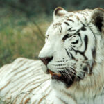 Wild Life Photography