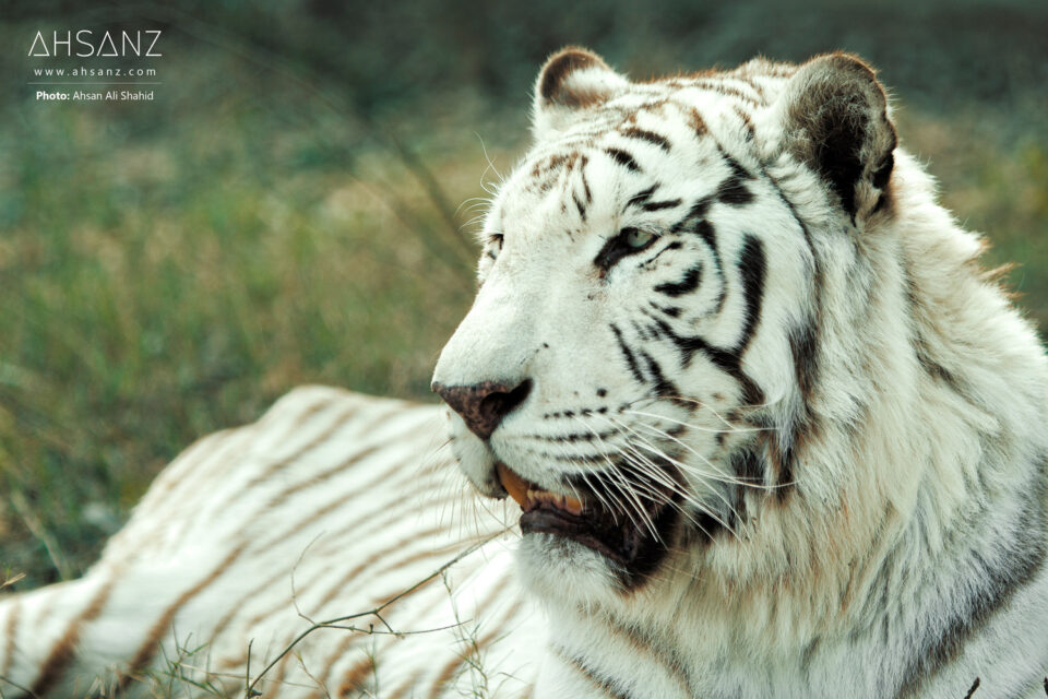 Close-up of a majestic white tiger resting on grass, photographed by Ahsan Ali Shahid.